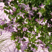 Bellflower Campanula 'Adansa Pink' pink hardy perennial 'Adansa Pink' Pink - Hardy plant