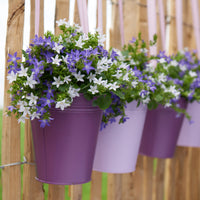Bellflower Campanula 'Adansa Twin'  'Adansa Twin' White-Purple - Hardy plant