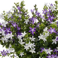 Bellflower Campanula 'Adansa Twin'  'Adansa Twin' White-Purple - Hardy plant