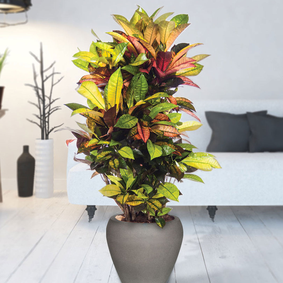 Croton Codiaeum XL