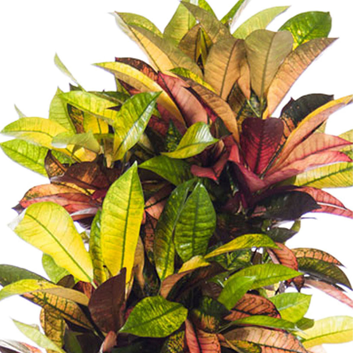 Croton Codiaeum XL