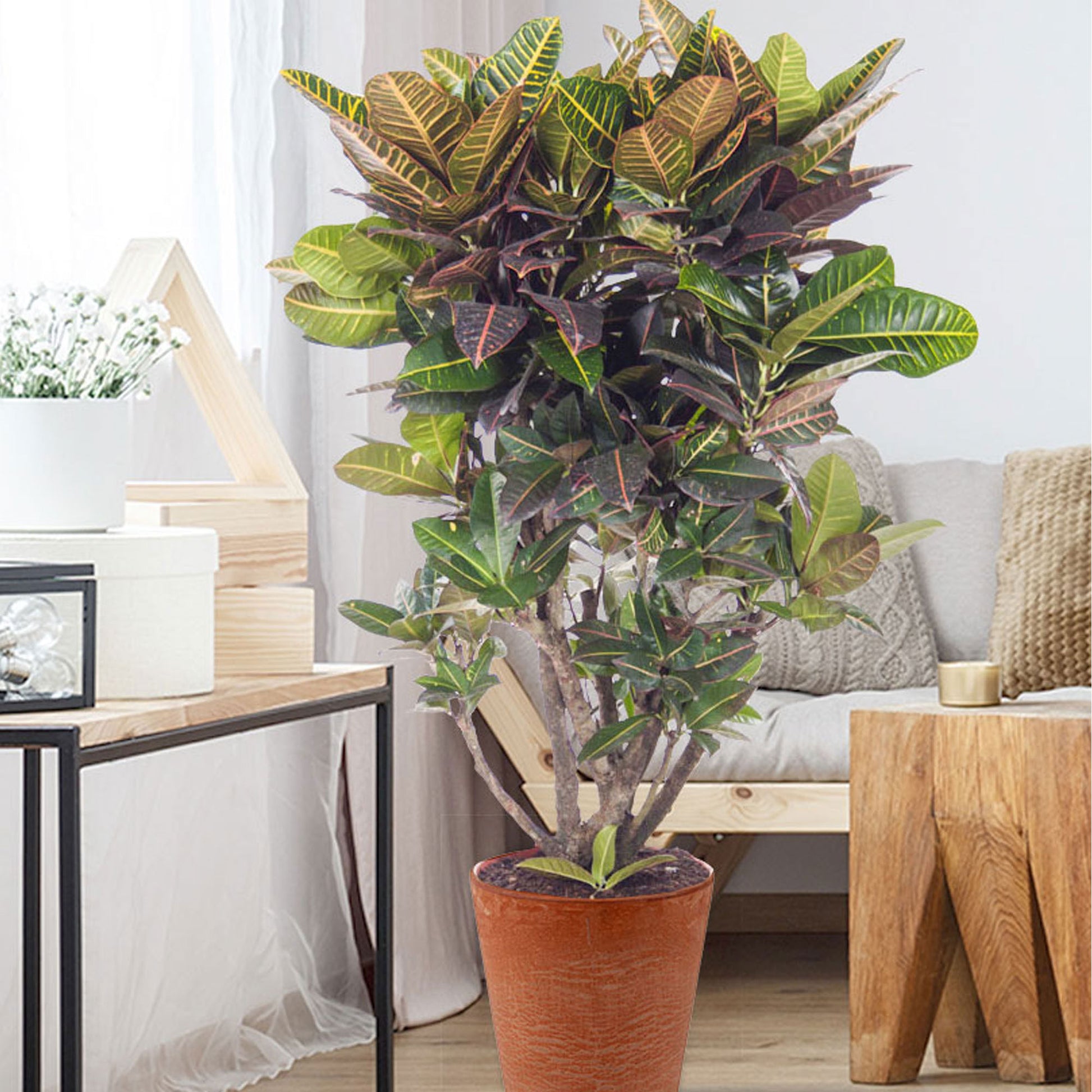 codiaeum plant indoor Croton Codiaeum 'Petra' XL