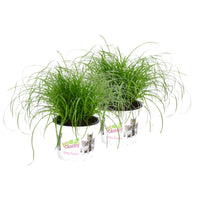 Cat grass Cyperus 'Zumula'