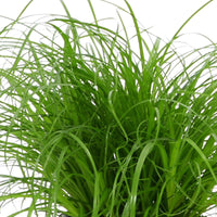 Cat grass Cyperus 'Zumula'