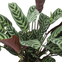 Fishbone Prayer Plant Ctenanthe burle marxii