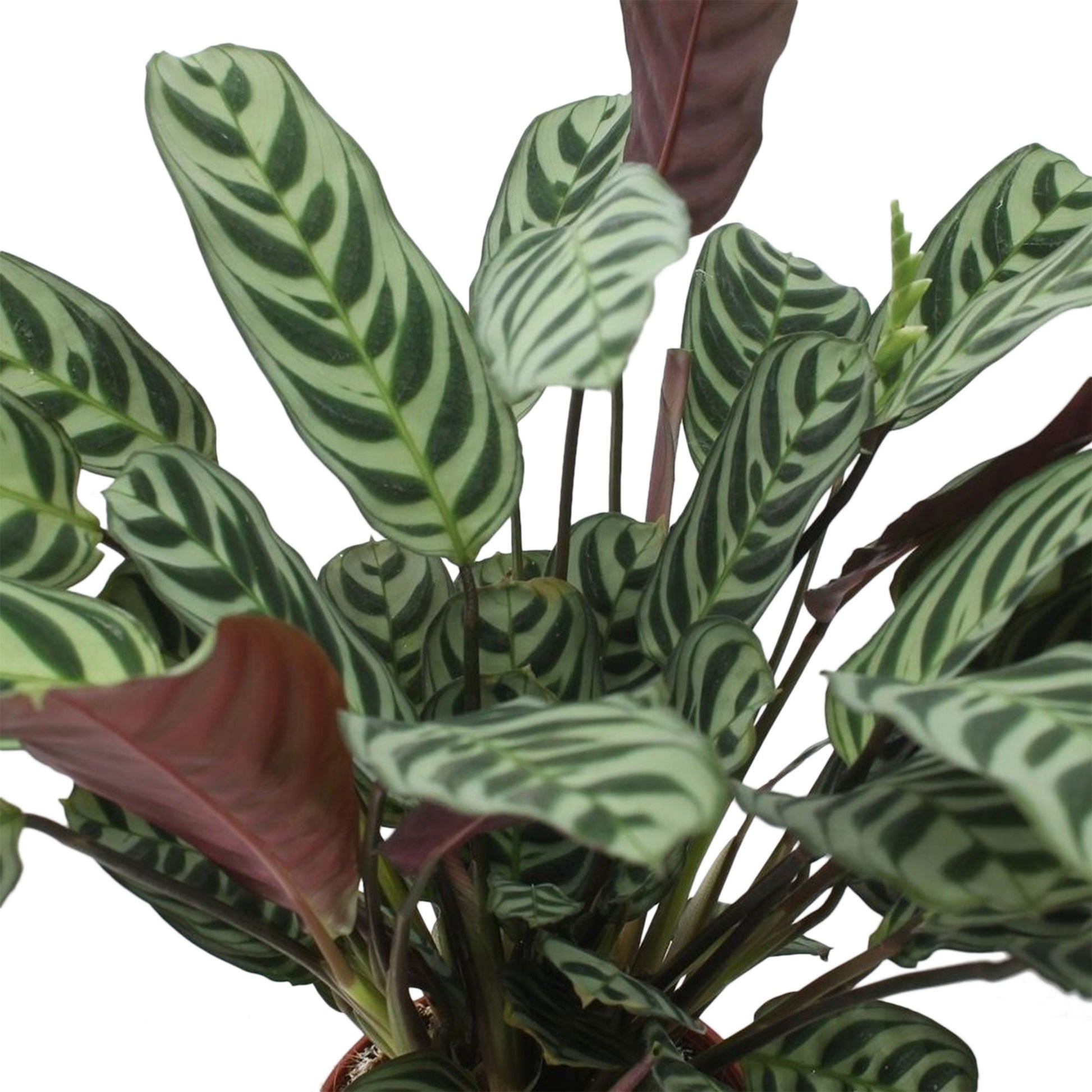 ctenanthe burle-marxii - fishbone prayer plant Buy house plants now Fishbone Prayer Plant Ctenanthe burle marxii