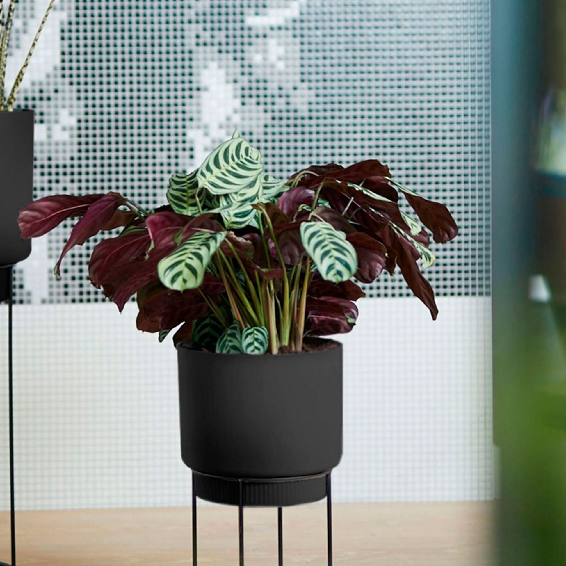 ctenanthe burle-marxii - fishbone prayer plant Fishbone Prayer Plant Ctenanthe burle marxii