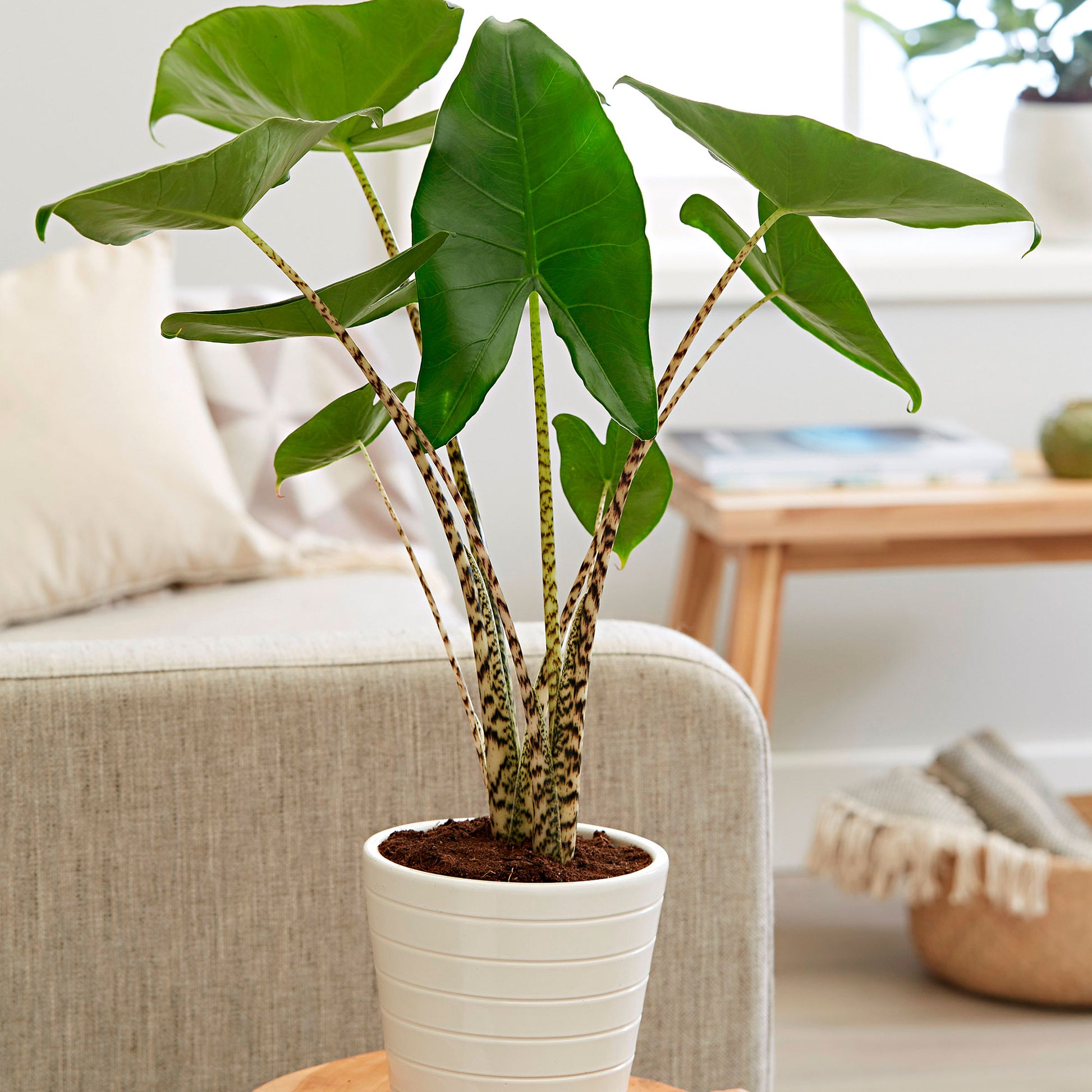 taro house plant Buy house plants now Elephant's ear (Taro) Alocasia zebrina