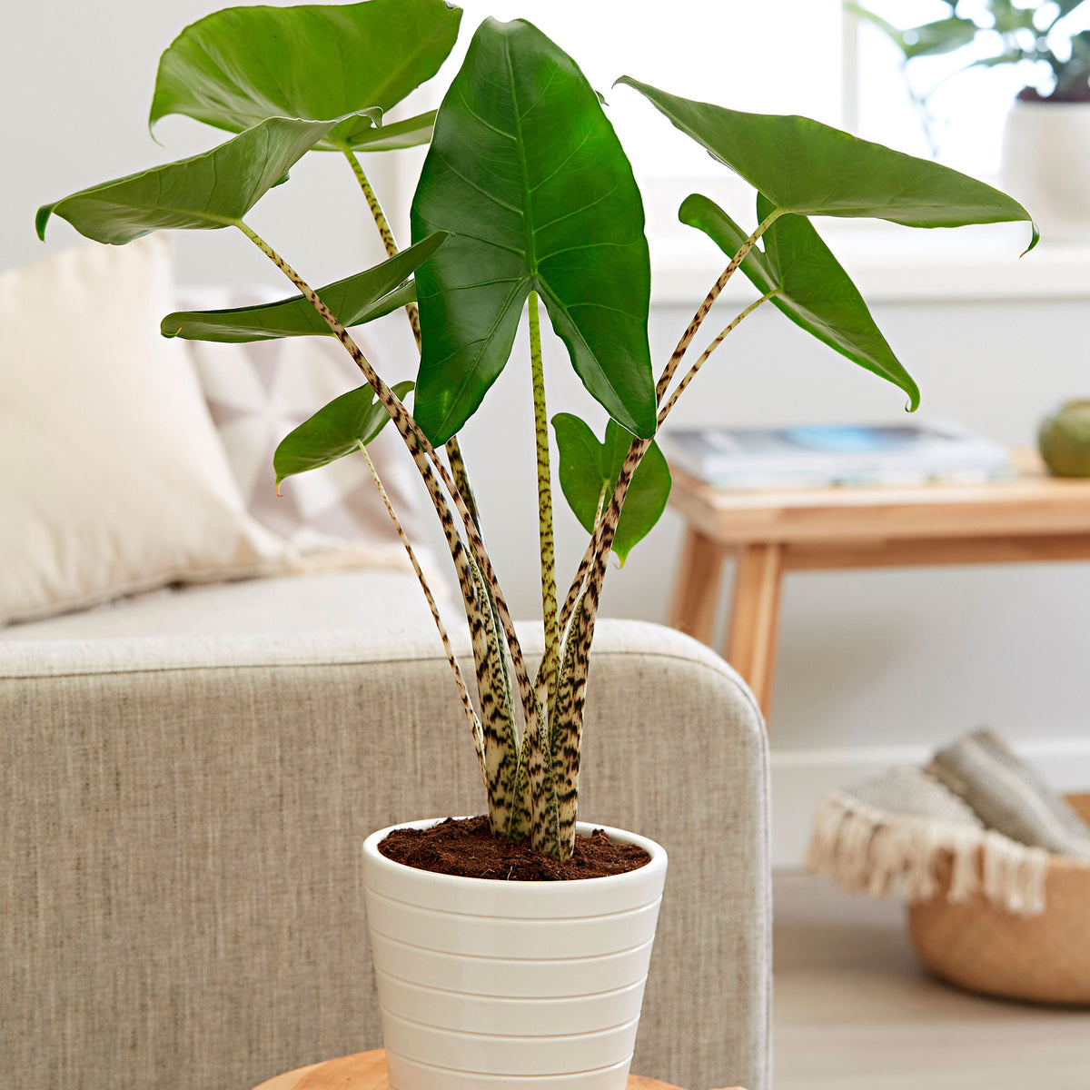 Elephant's ear (Taro) Alocasia zebrina