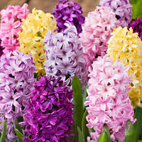 15 Hyacinth 'Dutch Spring' Mix