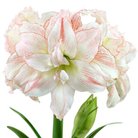 Amaryllis 'Aphrodite' pink-white