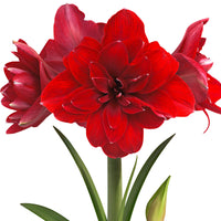 Amaryllis 'Double Dragon' red