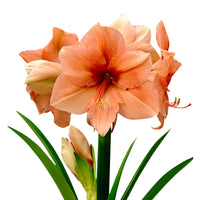 Amaryllis 'Rilona' salmon pink
