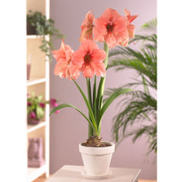 Amaryllis 'Rilona' salmon pink