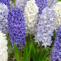 15 Hyacinth 'Blue Sky' Blue-White
