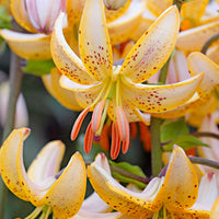 3x Lilies Lilium 'Guinea White' white-yellow