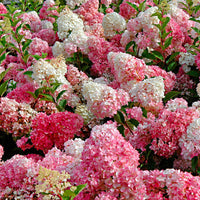 Panicle Hydrangea 'Vanille Fraise' Red-White - Hardy plant