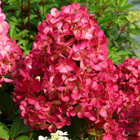 Panicle Hydrangea 'Diamant Rouge' Pink - Hardy plant