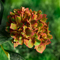 Bigleaf hydrangea Hydrangea 'Vibrant Verde' Green-Pink - Hardy plant