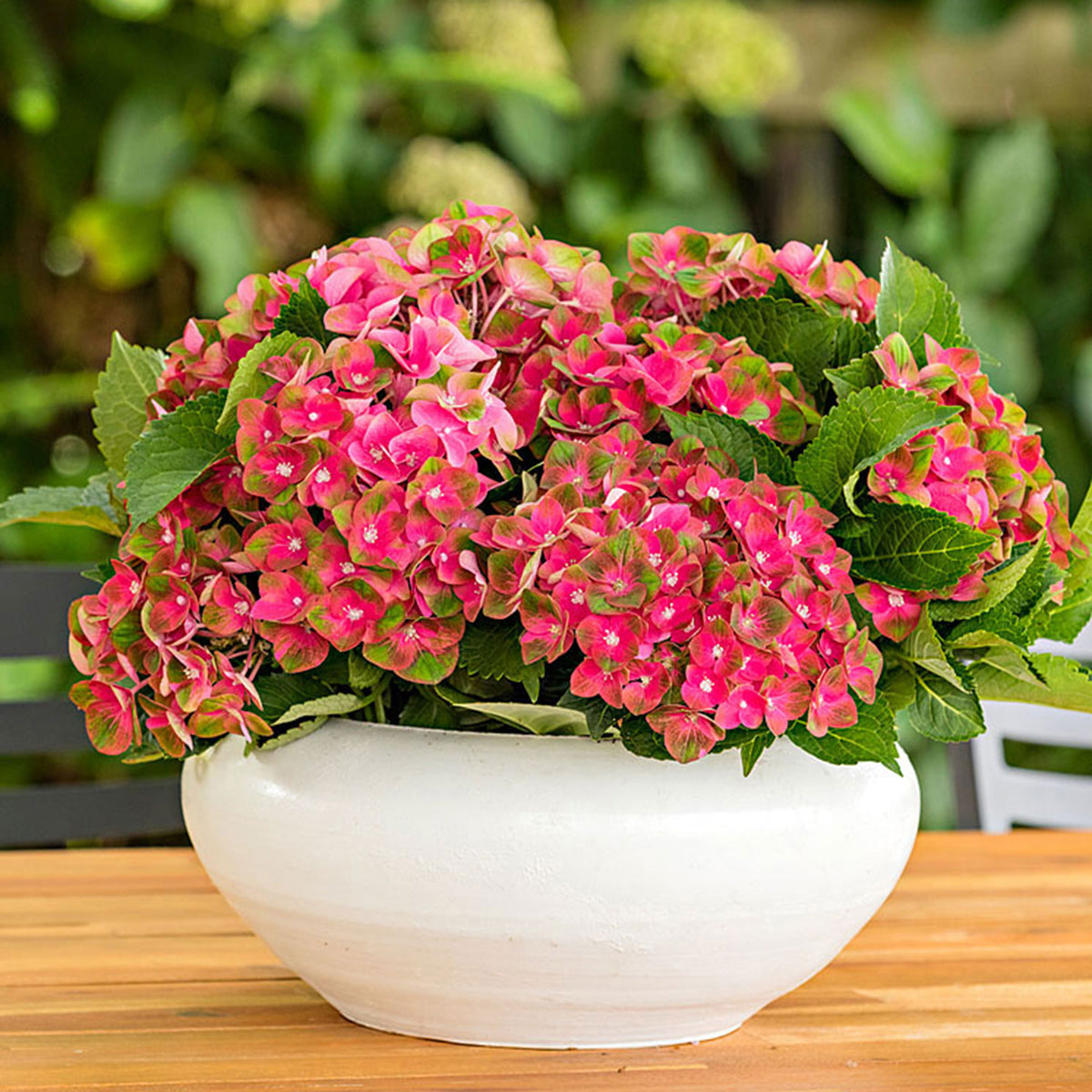Bigleaf hydrangea Hydrangea 'Rosso Glory' Red - Hardy plant