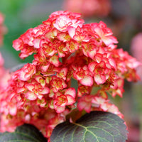 Bigleaf hydrangea Hydrangea 'Rosso Glory' Red - Hardy plant