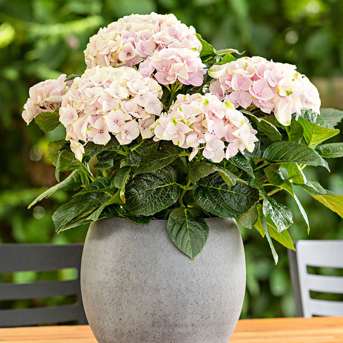 Bigleaf hydrangea Hydrangea 'Elegant Rose' Pink - Hardy plant