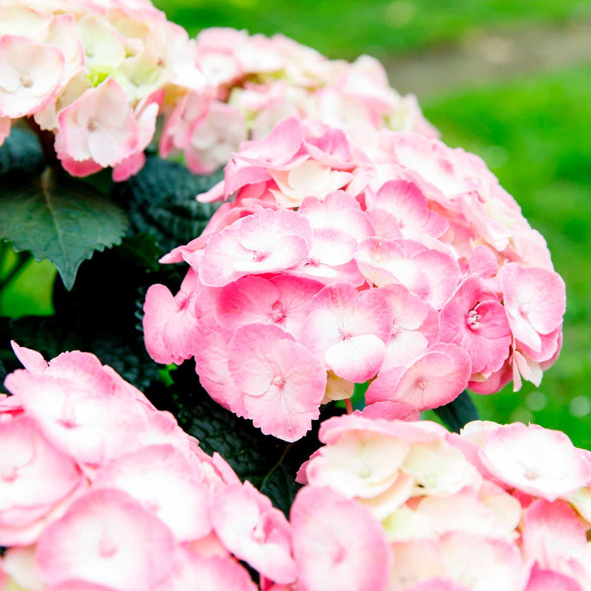 Bigleaf hydrangea Hydrangea 'Dolce Chic' Pink - Hardy plant