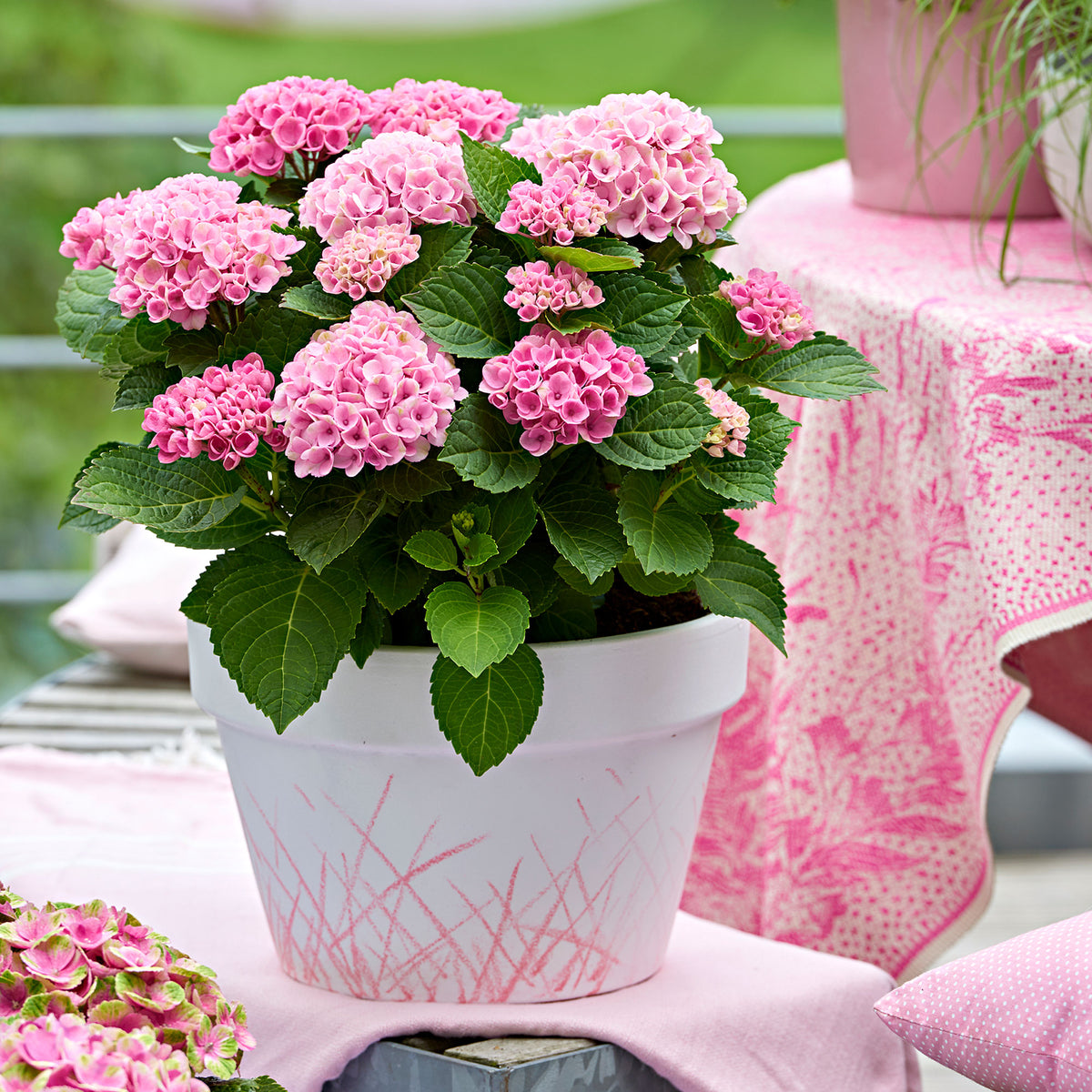 Bigleaf hydrangea Hydrangea 'Revolution Pink' Pink-Green - Hardy plant