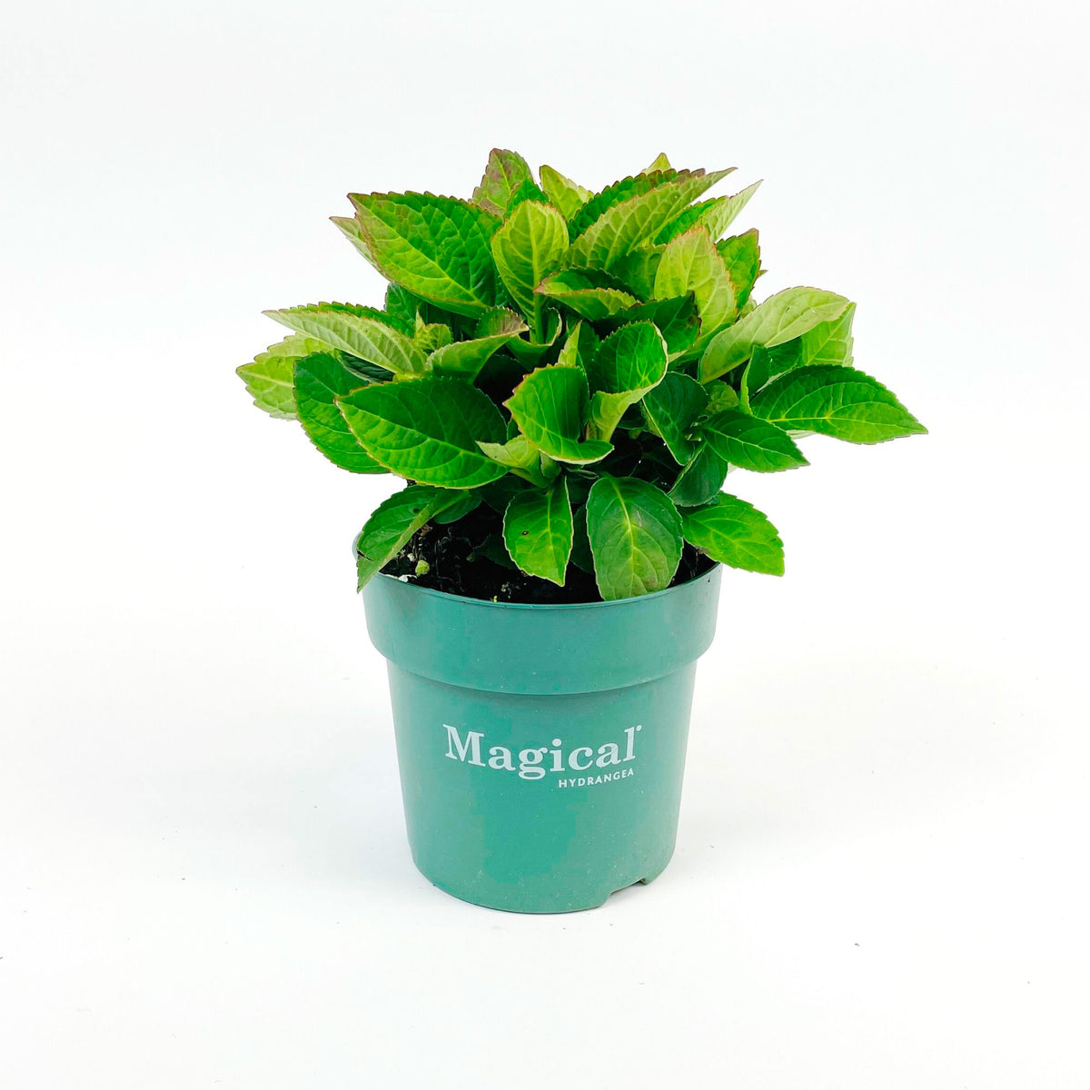 Bigleaf hydrangea Hydrangea 'Revolution Pink' Pink-Green - Hardy plant