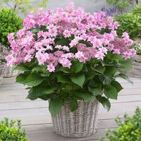 Bigleaf hydrangea Hydrangea 'Doppio Rosa' Pink - Hardy plant