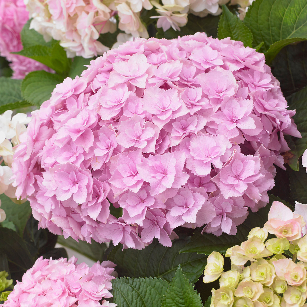Bigleaf hydrangea Hydrangea 'Doppio Rosa' Pink - Hardy plant