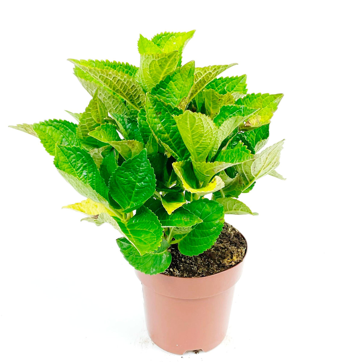 Bigleaf hydrangea Hydrangea 'Doppio Rosa' Pink - Hardy plant