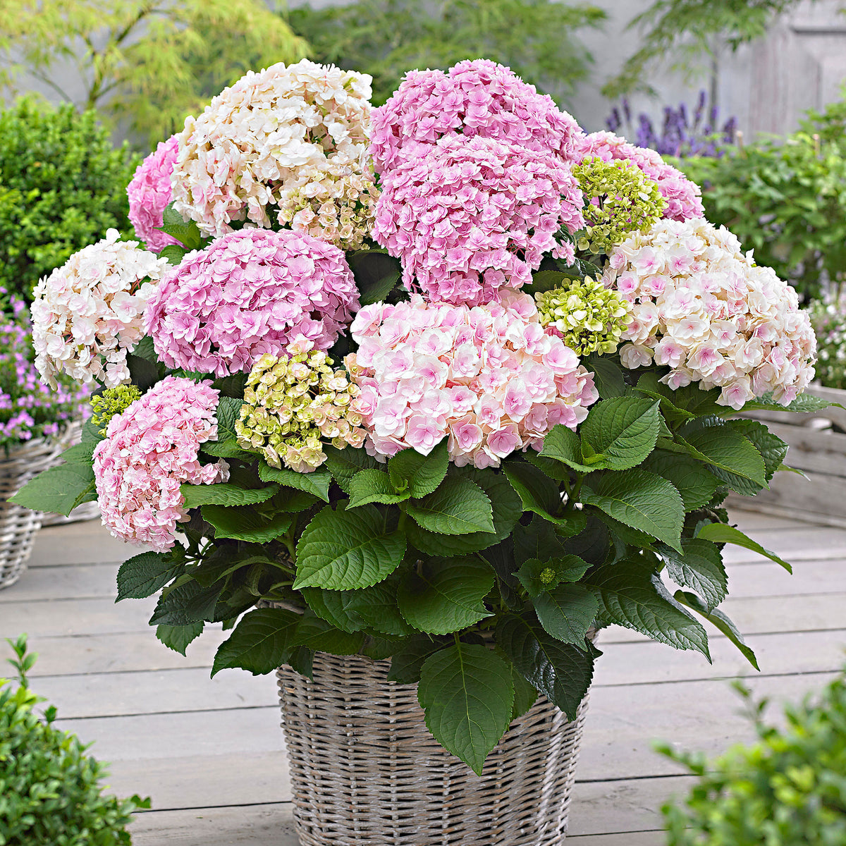 Bigleaf hydrangea Hydrangea 'Doppio Nuvola' Pink - Hardy plant