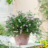 Butterfly bush Buddleja 'White Swan' white - Hardy plant