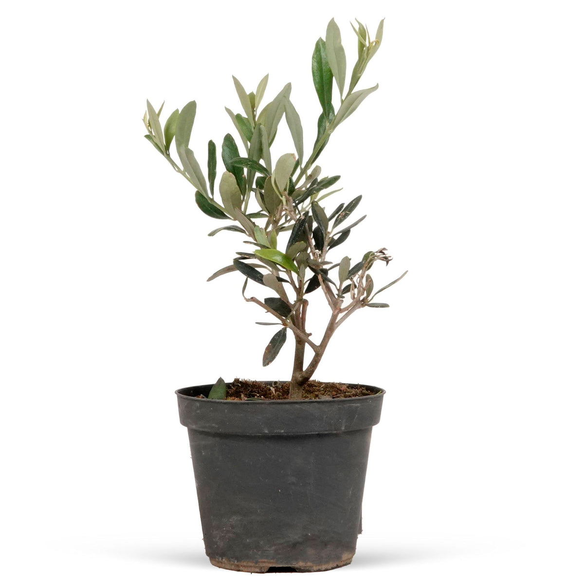 Olive tree Olea europeana  on stem 15–25 cm