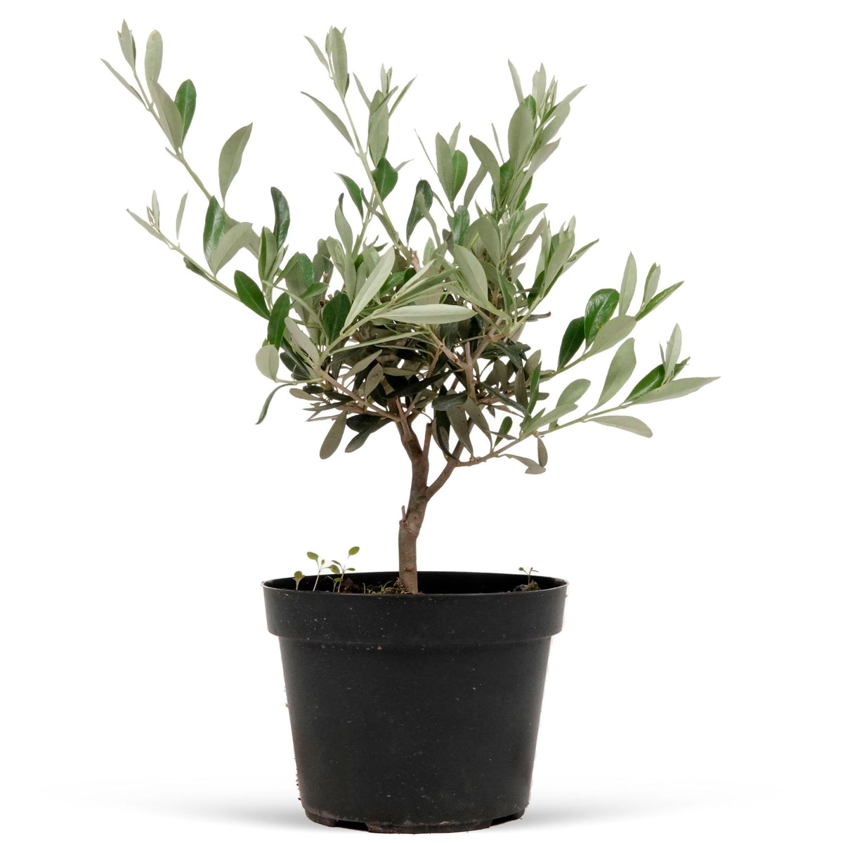 Olive tree Olea europeana shrub 35-45 cm