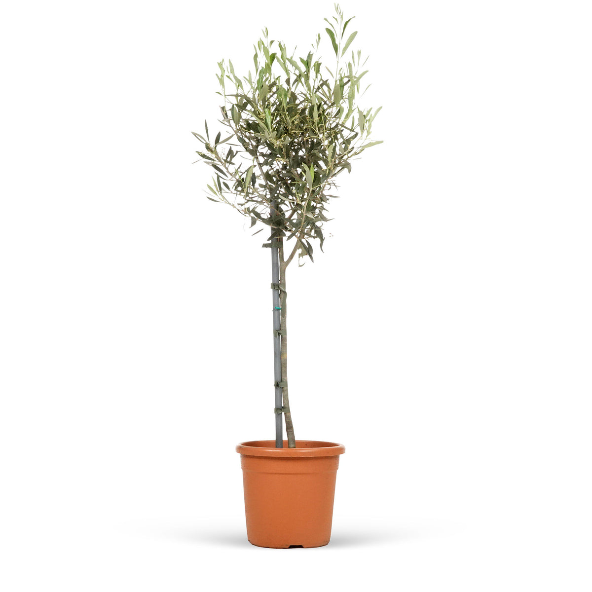 Olive tree Olea europeana  on stem 70–75 cm