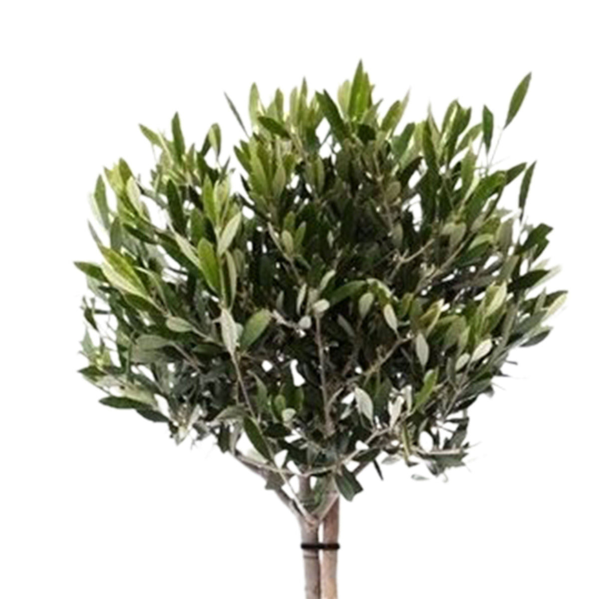 Olive tree Olea europeana 85-95 cm