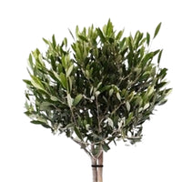 Olive tree Olea europeana 85-95 cm