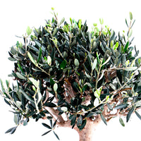 Bonsai Olive Tree Olea europeana 50-55 cm