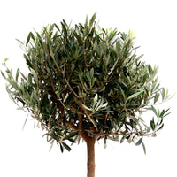 Olive tree Olea europeana  on stem 150–155 cm