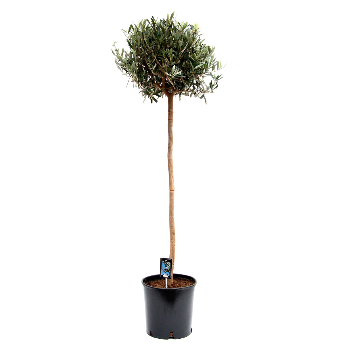 Olive tree Olea europeana  on stem 150–155 cm
