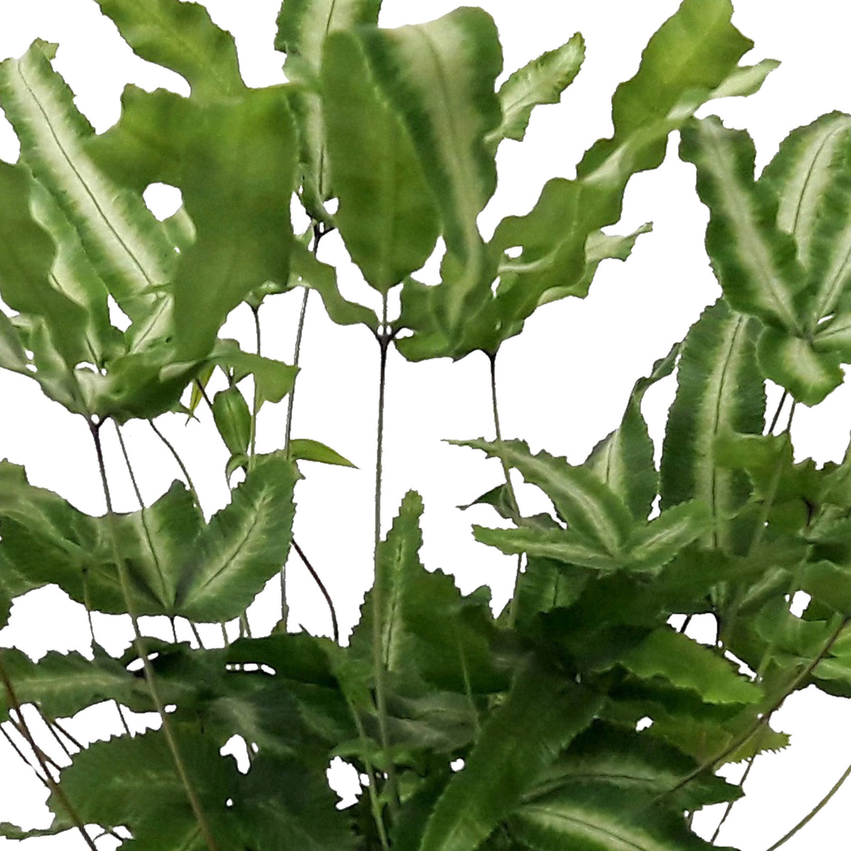 Ribbon fern Pteris albolineata