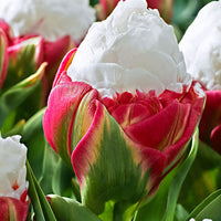 7x Tulips Tulipa 'Ice Cream' white-pink