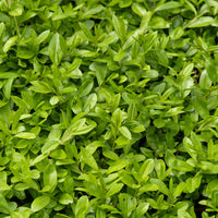 'Liga’ Privet - Hardy plant