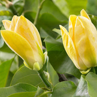 Magnolia 'Yellow Bird' yellow - Hardy plant