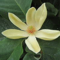 Magnolia 'Yellow Bird' yellow - Hardy plant