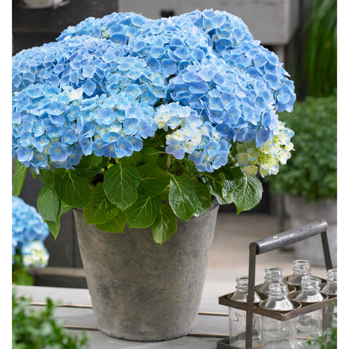 Bigleaf hydrangea Hydrangea macrophylla Blue - Hardy plant