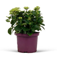 Bigleaf hydrangea Hydrangea macrophylla Blue - Hardy plant