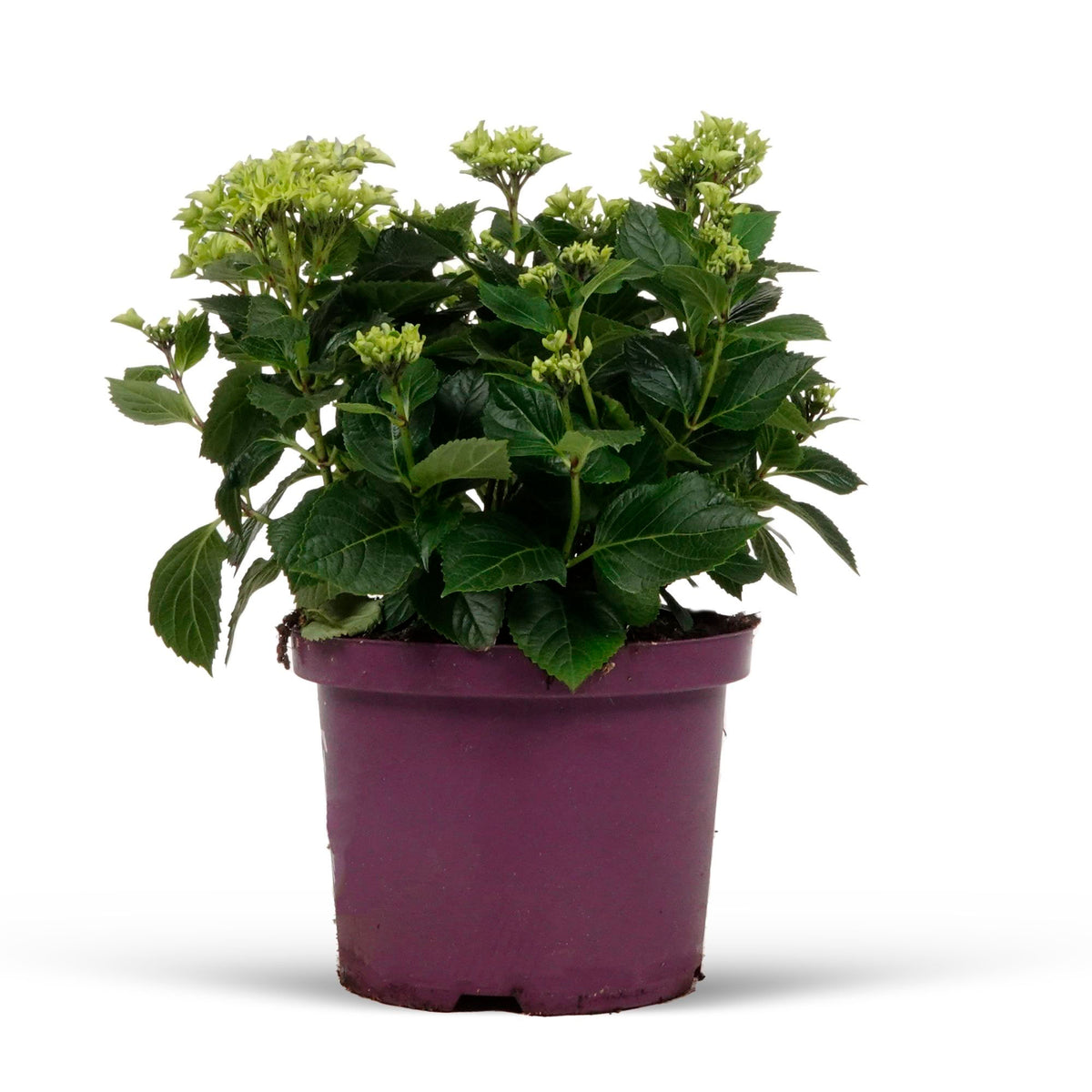 Bigleaf hydrangea Hydrangea macrophylla Blue - Hardy plant